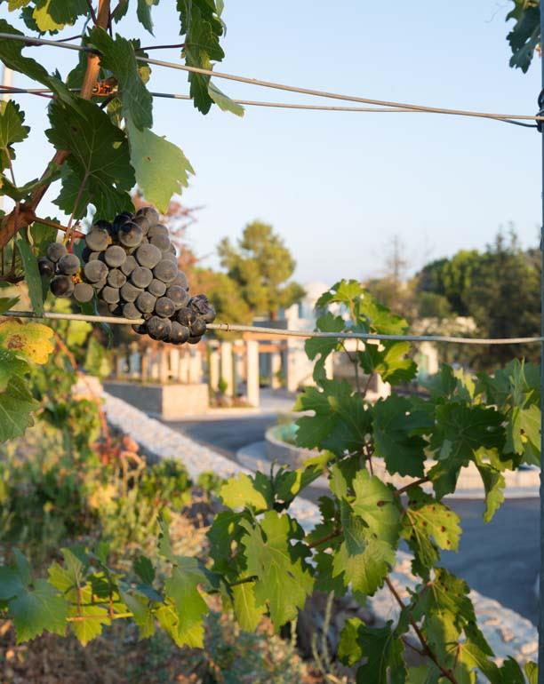 Gillham Vineyard Hotel